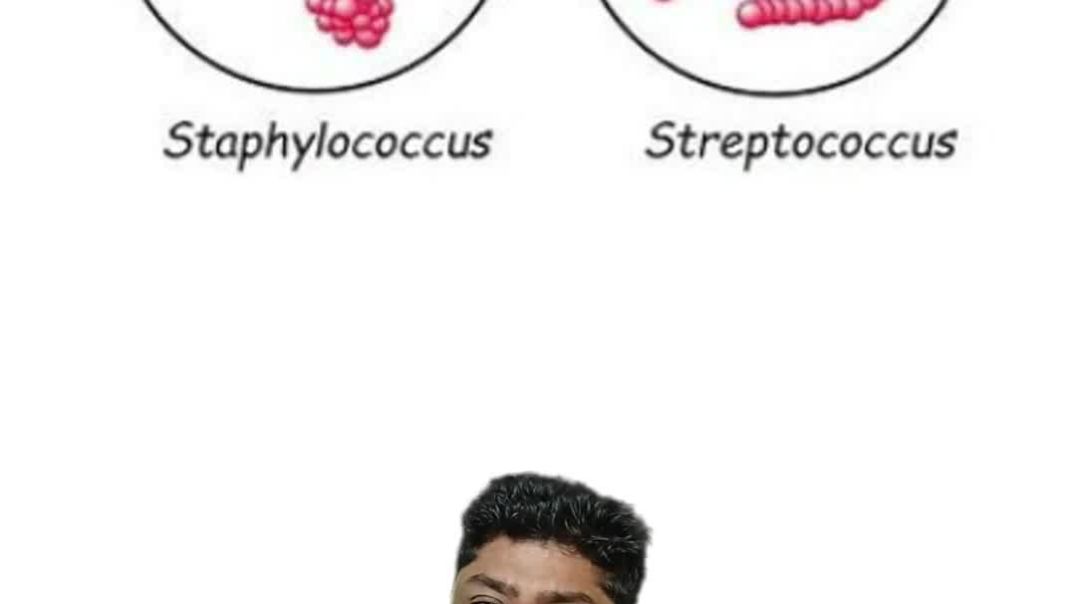 Catalase Test | Identify Staphylococcus and Streptococcus Bacteria Difference