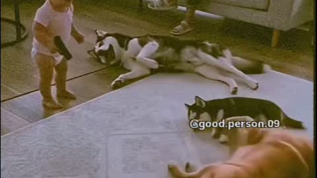 Funny But Cute Videos Of Home Pet Dogs